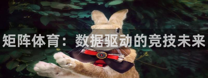 矩阵体育：数据驱动的竞技未来